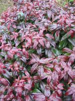 Leucothoe fontanesiana Crimson Globe